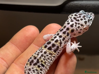 Leopard Gecko reptiles Leopard Gecko - Advert 4