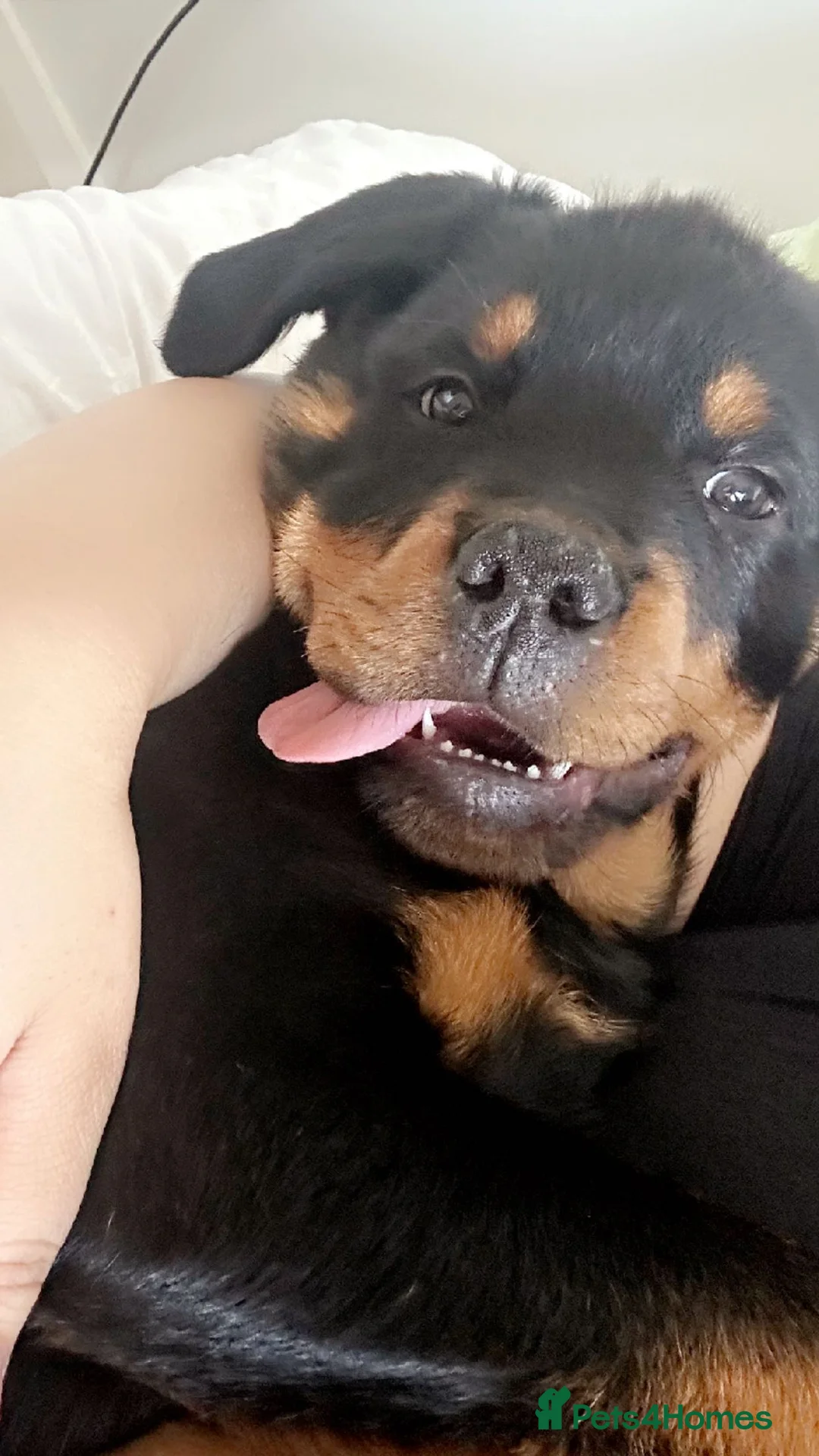 Rottweiler dogs for sale: Riicco - Advert 2
