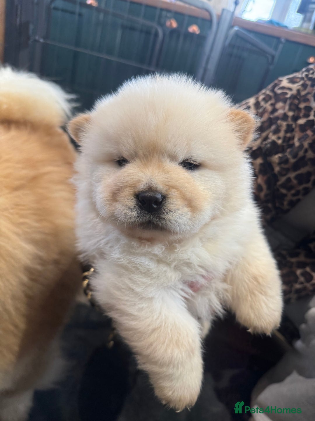 Chow Chow dogs for sale: CHOW CHOW PUPPIES  - Advert 18
