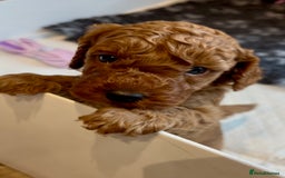Cockapoo dogs for sale: Stunning Fox Red F1B Cockapoos only 1 girls left - Image 35