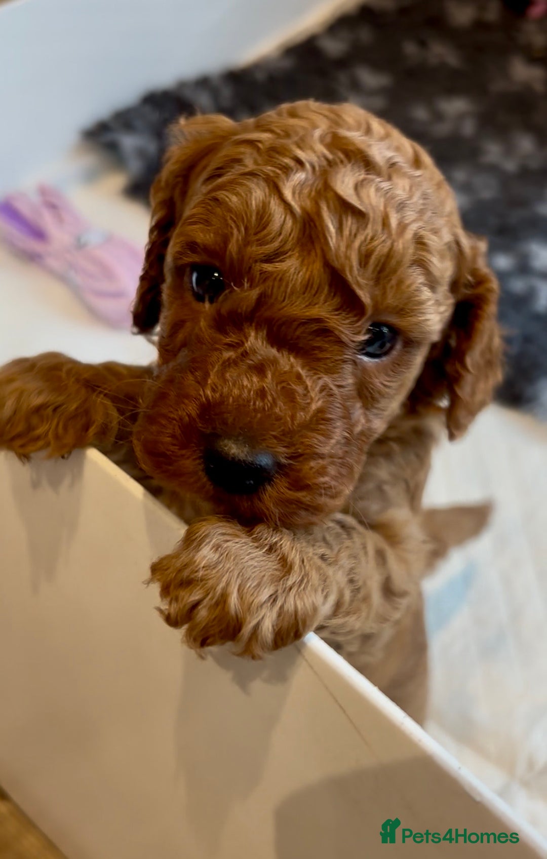 Cockapoo dogs for sale: Stunning Fox Red F1B Cockapoos only 1 girls left - Image 35