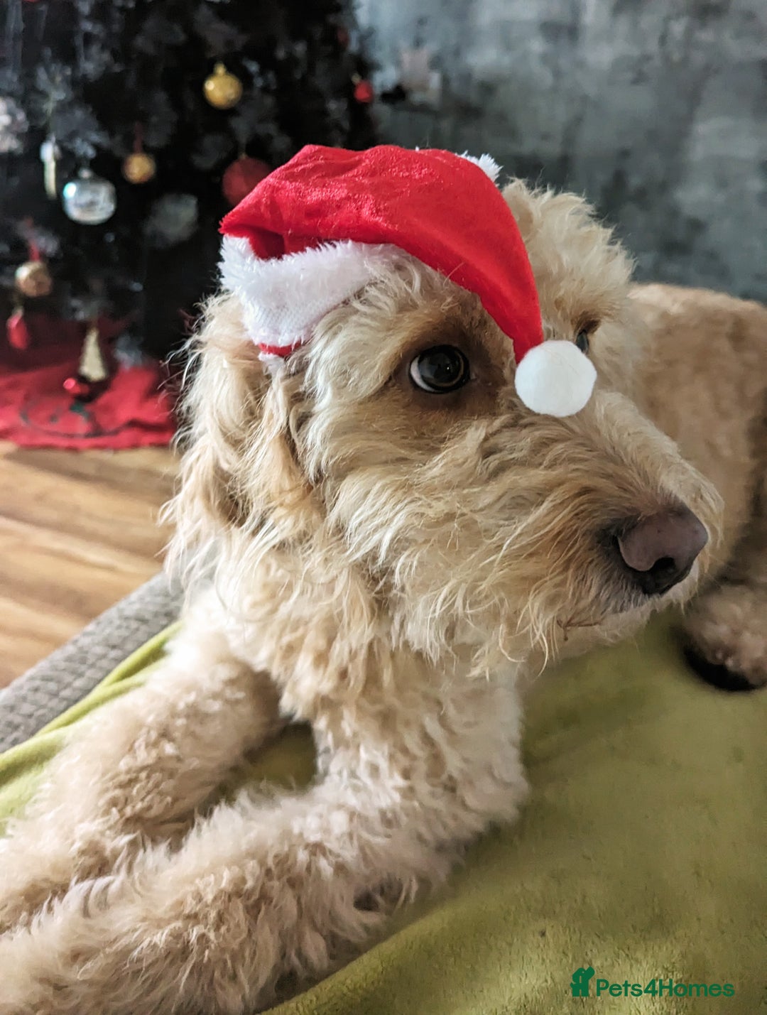 Cockapoo dogs for sale: Stunning cockapoos  - Advert 1