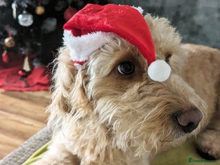 Cockapoo dogs Stunning cockapoos - Advert 11