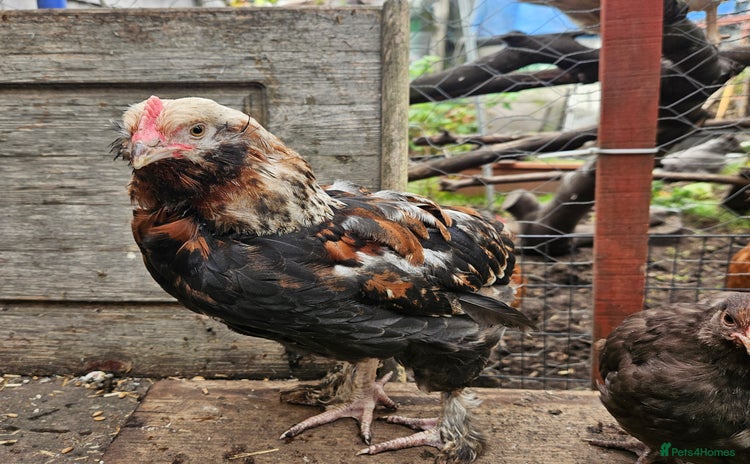Chickens poultry - Advert 10