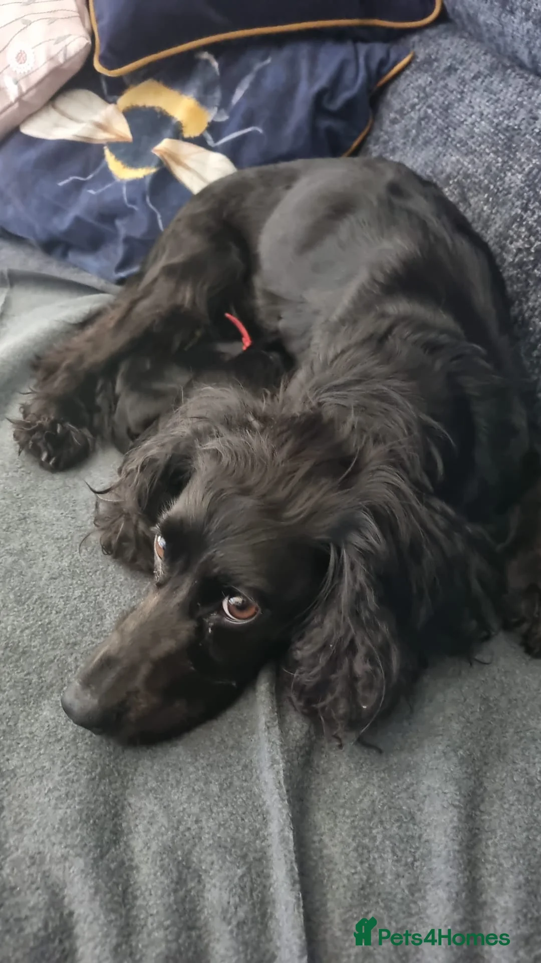 Cocker Spaniel dogs for sale: Working cocker spaniel  - Advert 2