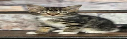 Mixed Breed cats for sale: Mixed breed kitten - Advert 1