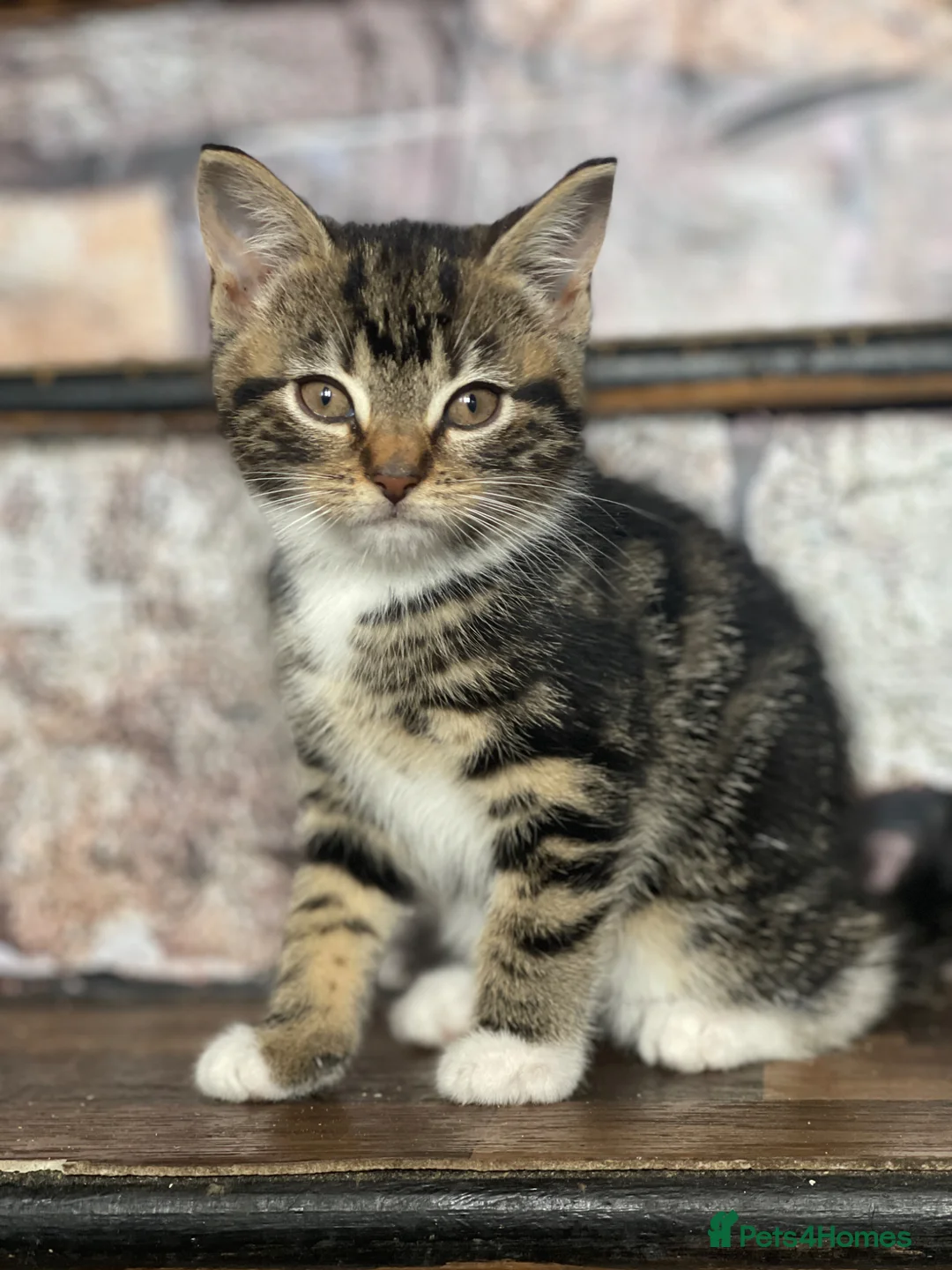 Mixed Breed cats for sale: Mixed breed kitten - Advert 1