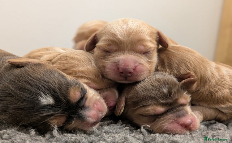 Cockapoo dogs - Advert 5