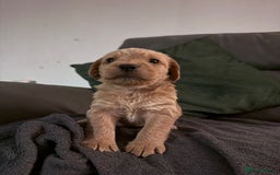Mixed Breed dogs for sale: Beautiful unique puppies  - Image 4
