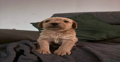 Mixed Breed dogs - Advert 11