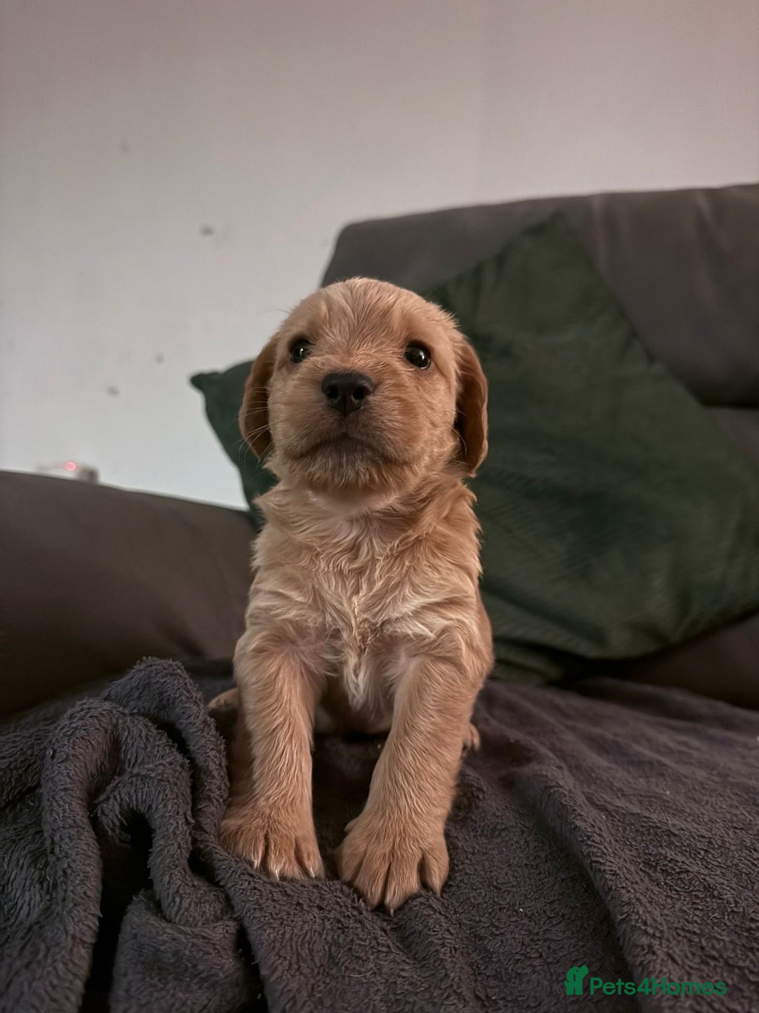 Mixed Breed dogs for sale: Beautiful unique puppies  - Image 4