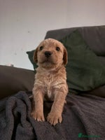 Mixed Breed dogs - Advert 3