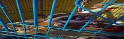 Sugar Glider rodents for sale: Sugar gliders  - Advert 6