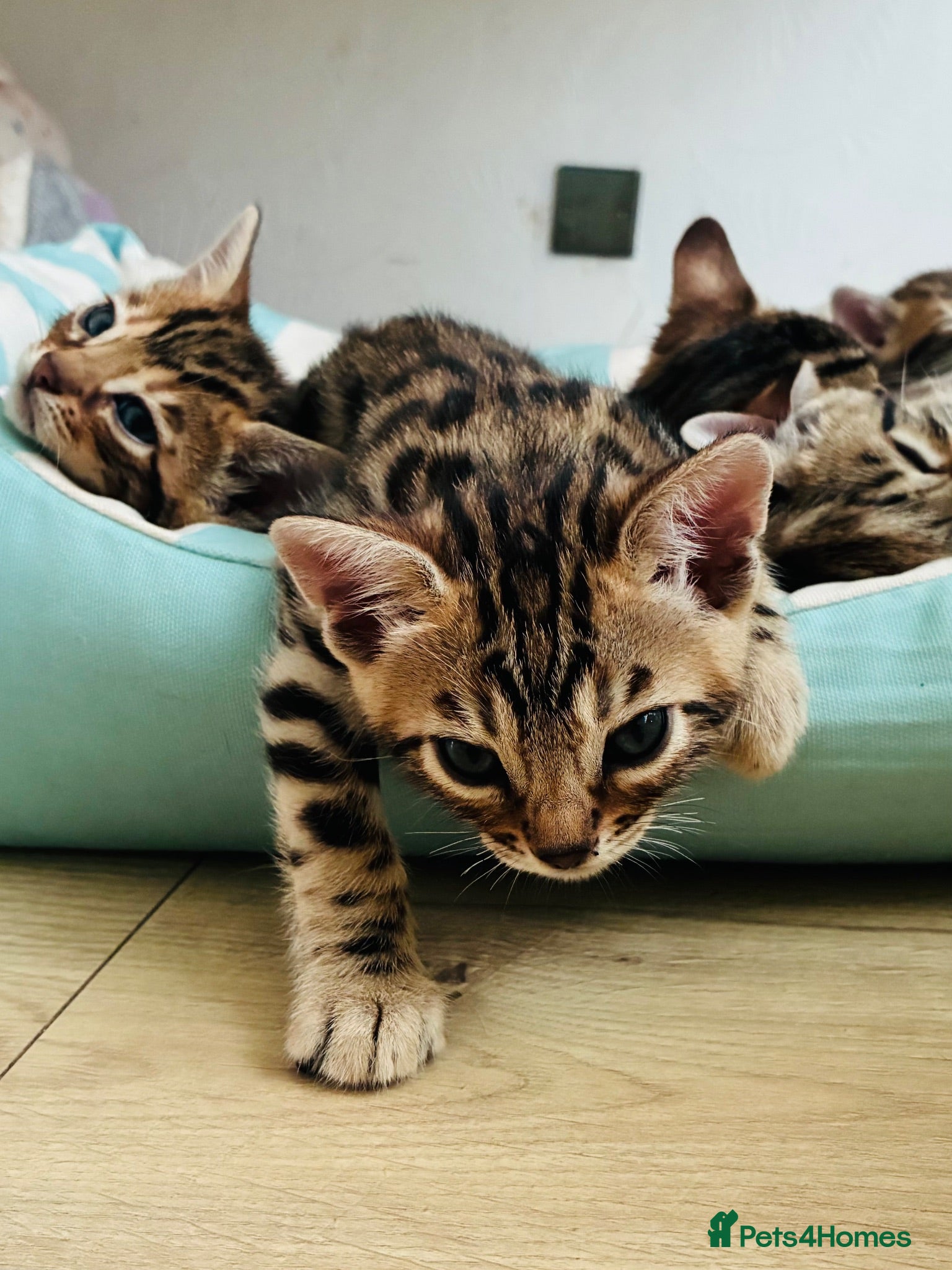Bengal cats LAST ONE! Beautiful Bengal kittens .  - Advert 2