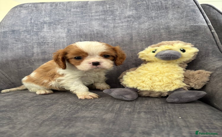 Cavalier King Charles Spaniel dogs - Advert 1