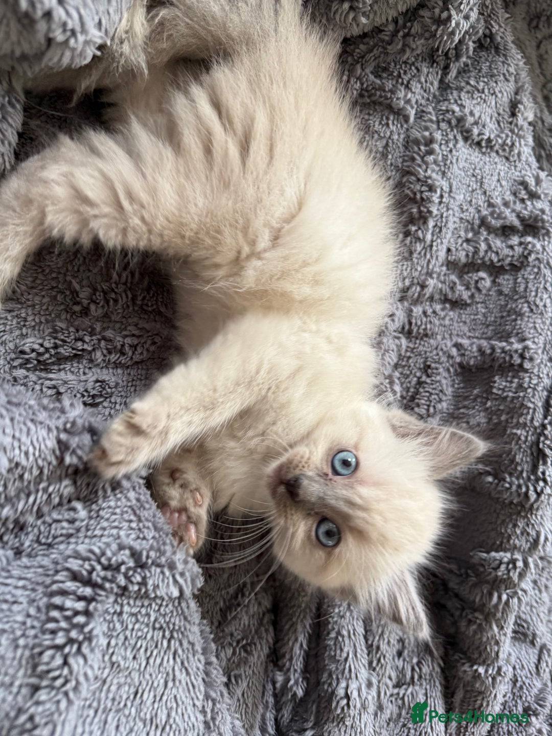 Ragdoll cats for sale: Half breeds - Image 5