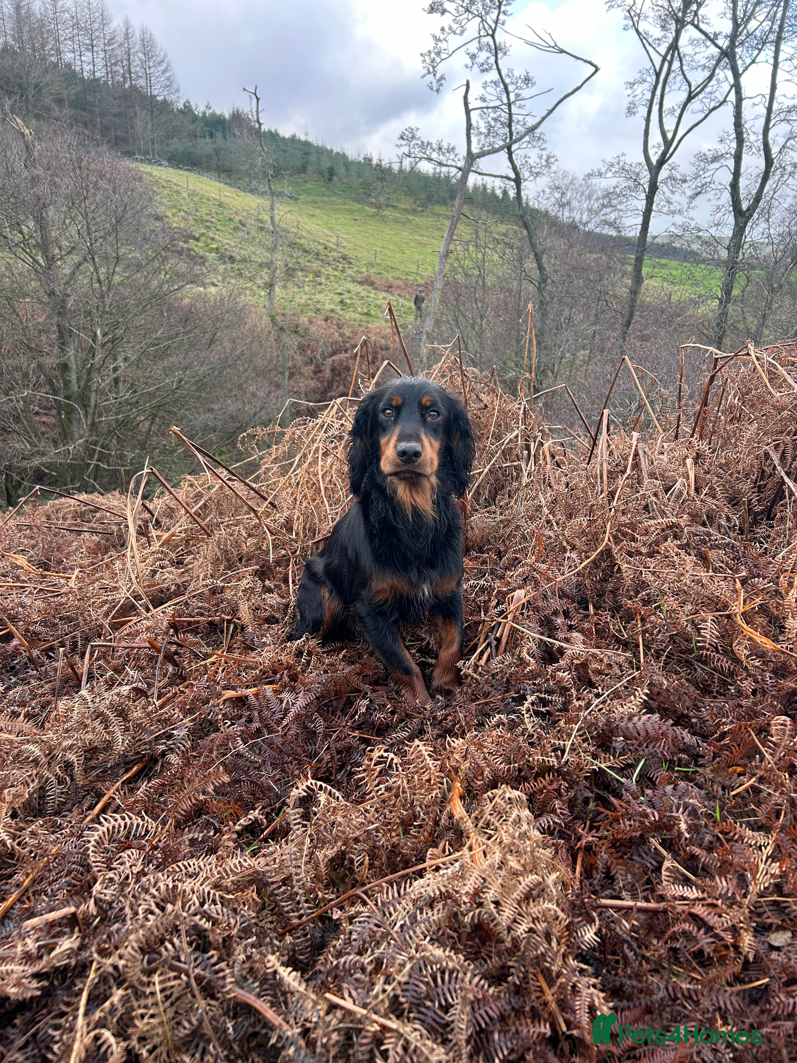 Cocker Spaniel dogs KC Registered Black and Tan Cocker Stud - Advert 5