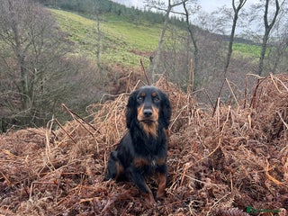 Cocker Spaniel dogs KC Registered Black and Tan Cocker Stud - Advert 5