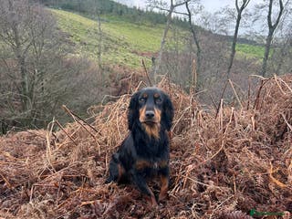 Cocker Spaniel dogs KC Registered Black and Tan Cocker Stud - Advert 16