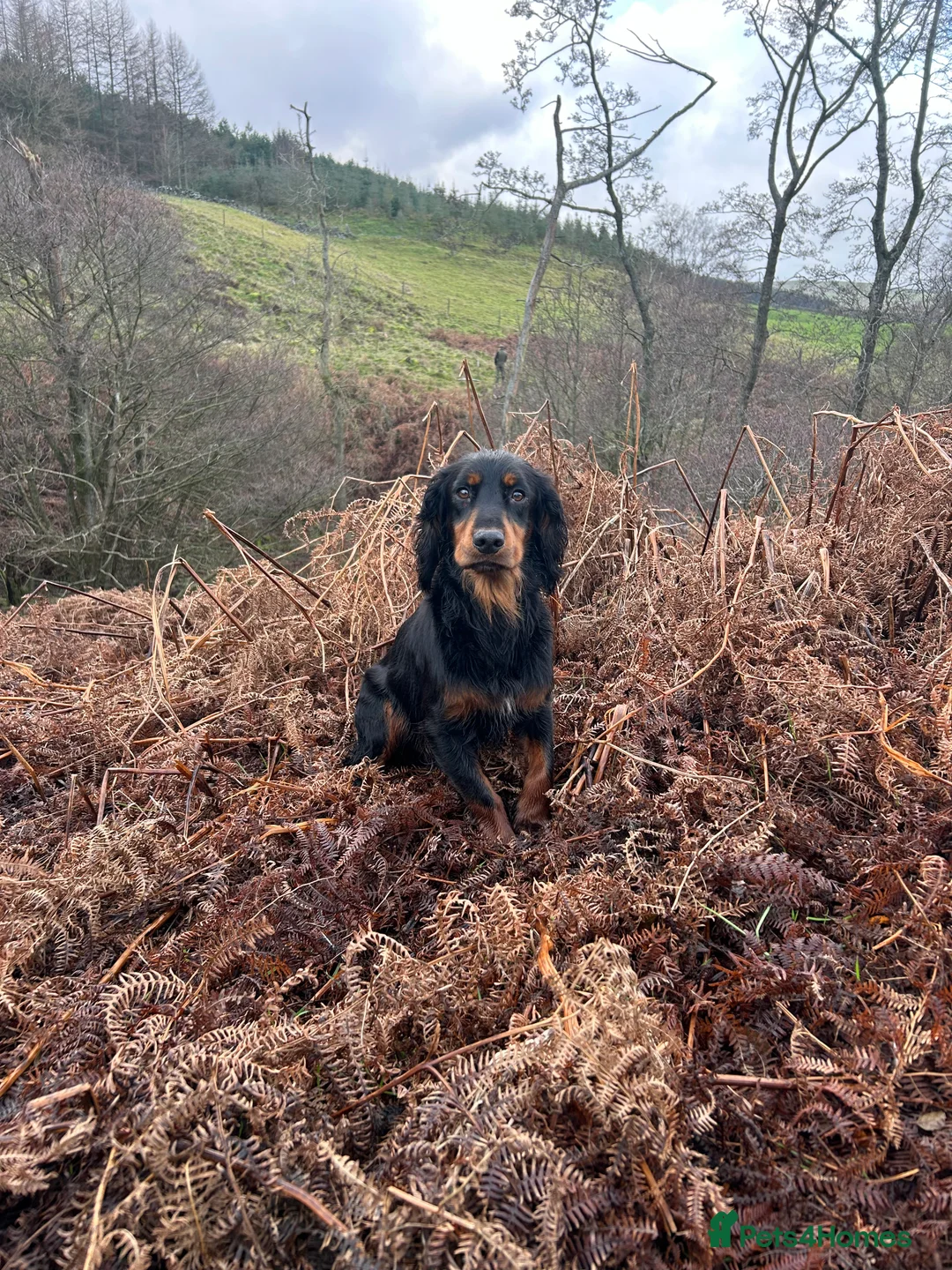 Cocker Spaniel dogs for stud: KC Registered Black and Tan Cocker Stud - Advert 1