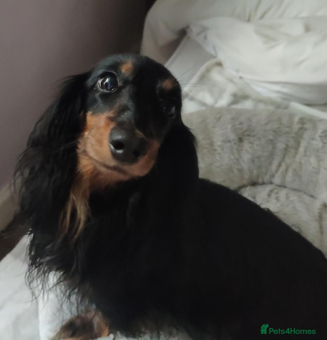 Miniature Dachshund dogs for sale: Gorgeous Longhair Miniature Dachshund Girls - Image 39