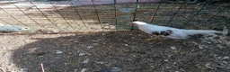 Chickens poultry for sale: Young pair of Yokohamas - Red Saddle - Rare breed - Advert 4