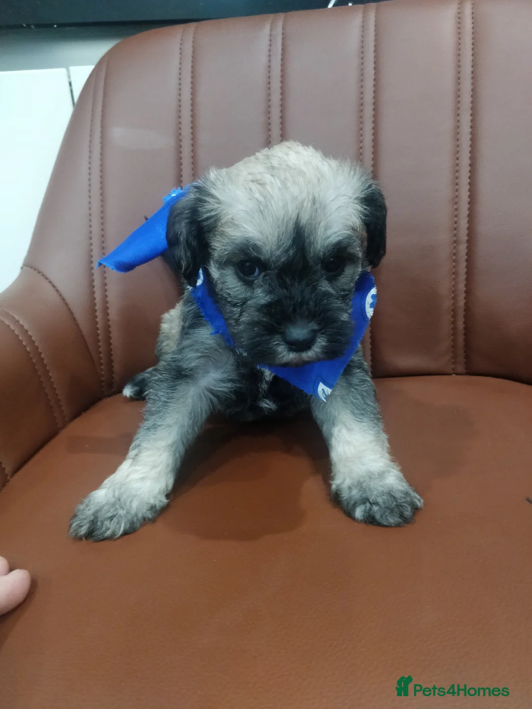 Miniature Schnauzer dogs for sale: Miniature Schnauzer puppy  - Advert 5