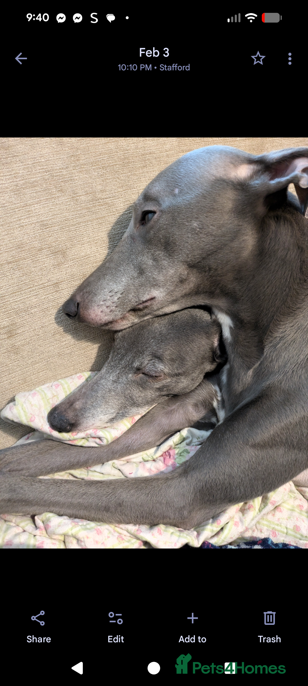 Whippet dogs for sale: Whippet  - Advert 2