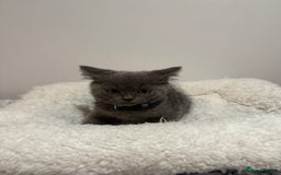 British Longhair cats for sale: Beautiful blues - Image 17