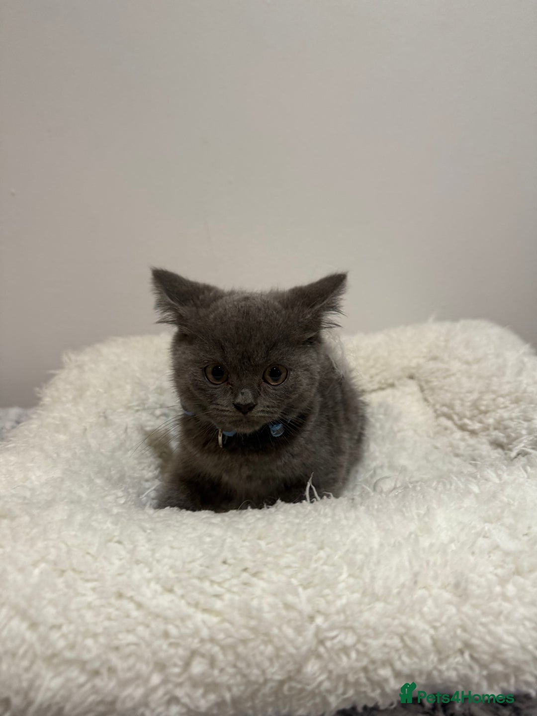 British Longhair cats for sale: Beautiful blues - Image 17