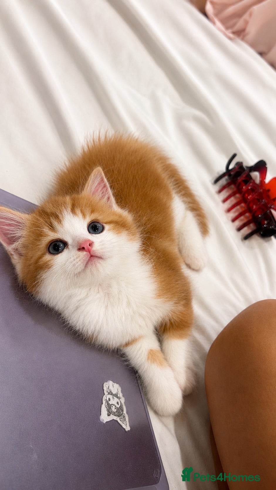 British Shorthair cats British longhair mini! - Advert 1