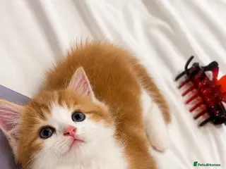 British Shorthair cats British longhair mini! - Advert 1