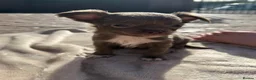 Chihuahua dogs for sale: 3 beautiful KC babies  - Advert 22