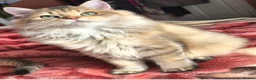 British Longhair cats for sale:  Tica registered BLH/BSH golden shaded  kittens  - Advert 11