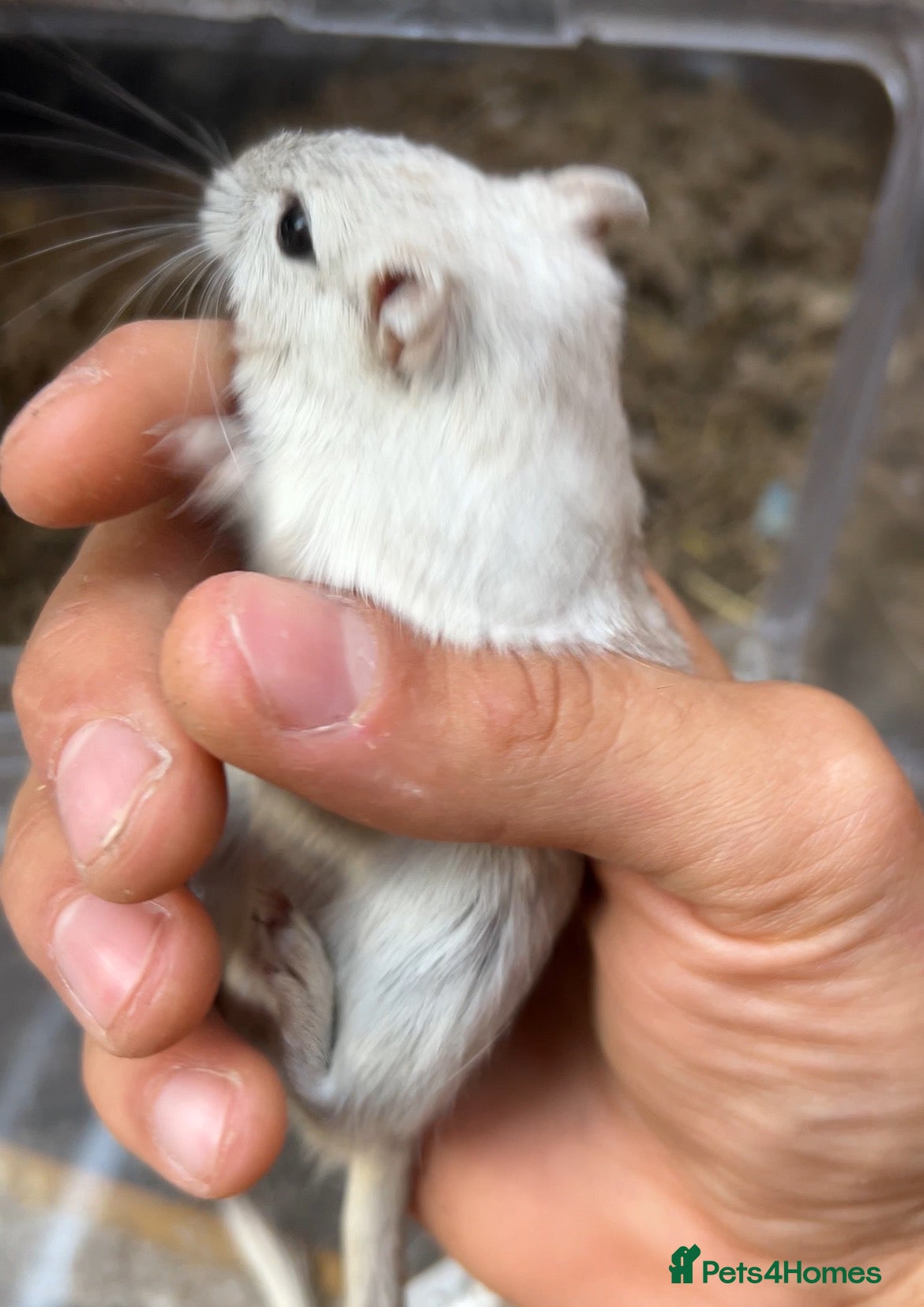 Gerbil rodents 2 months old young female super tame cudly gerbil  - Advert 1