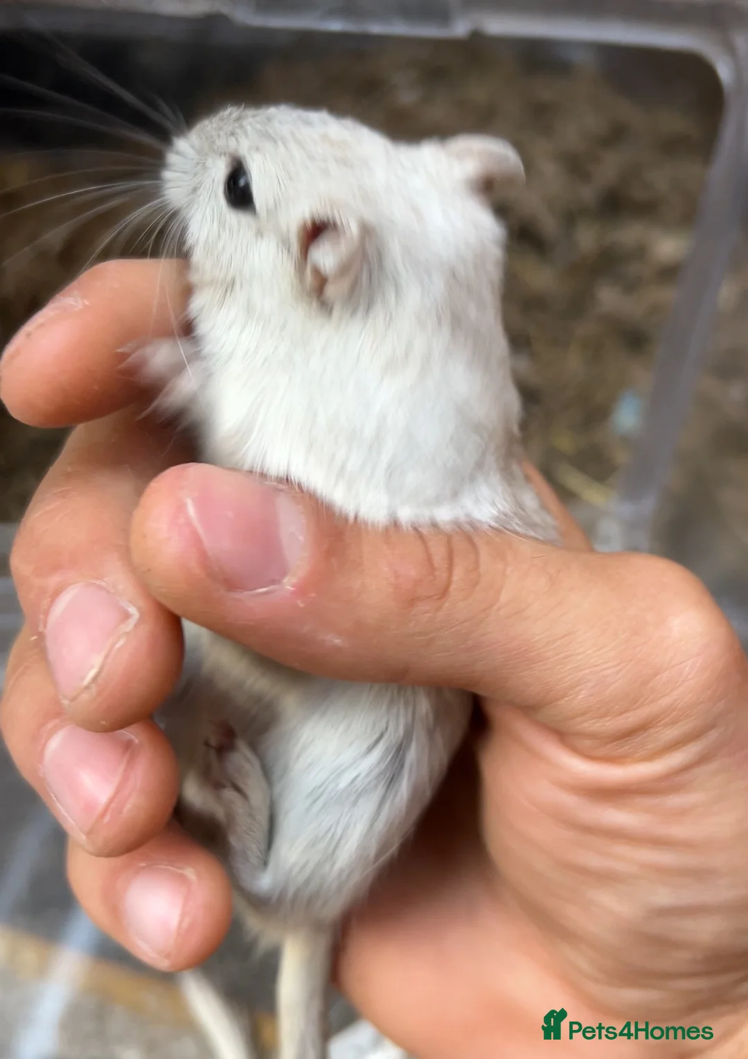 Gerbil rodents for sale: 2 months old young female super tame cudly gerbil  - Advert 1