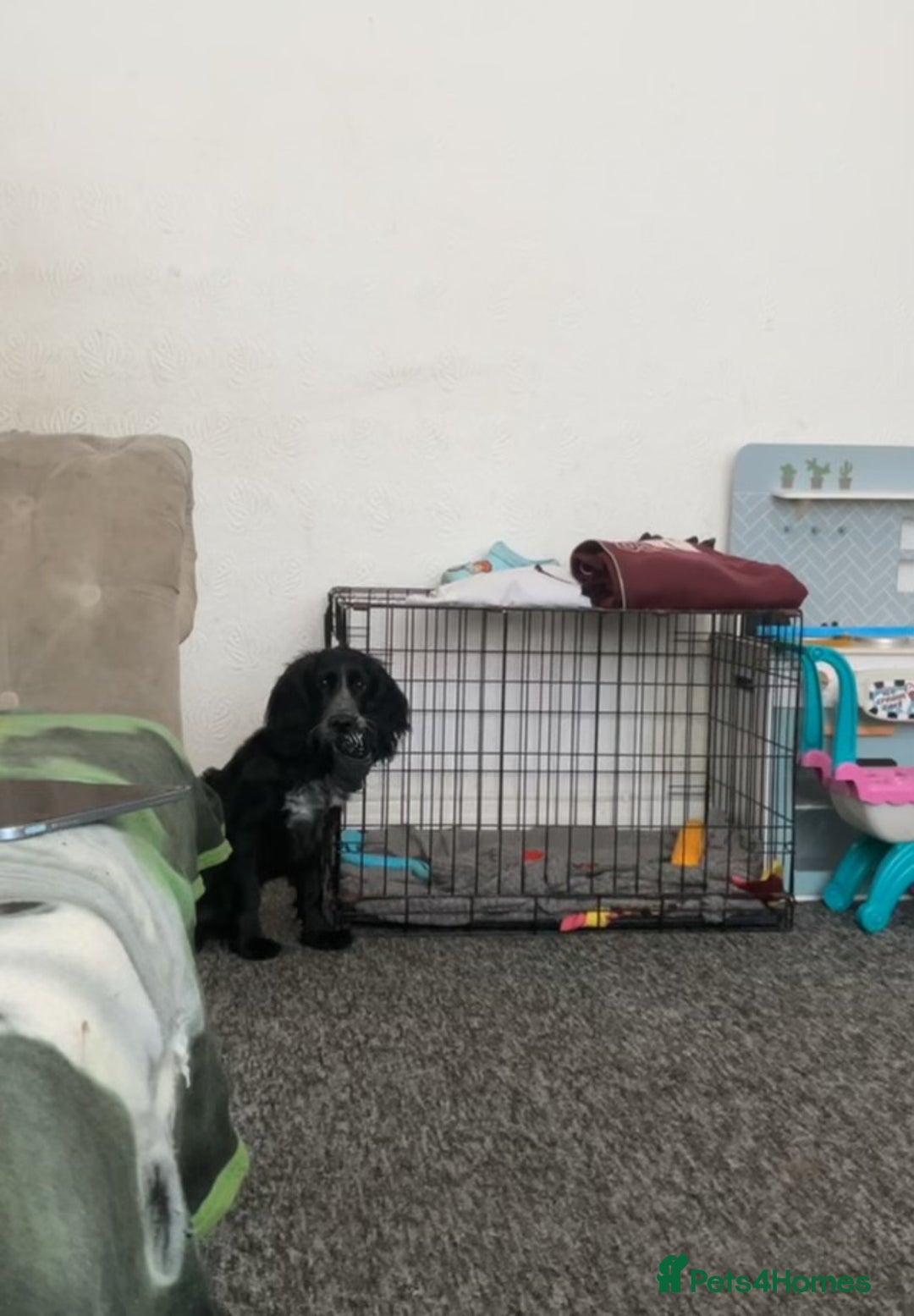 Cockapoo dogs for sale: 6-Month Cockapoo Puppy – Experienced Owner Only - Advert 13