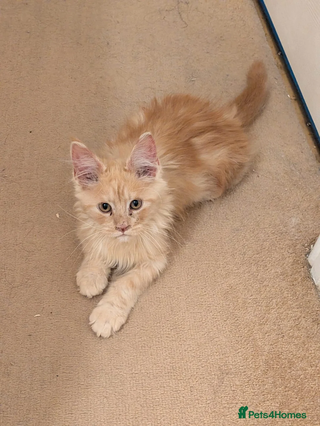 Maine Coon cats for sale: Pure maine coon kittens for sale - Advert 14