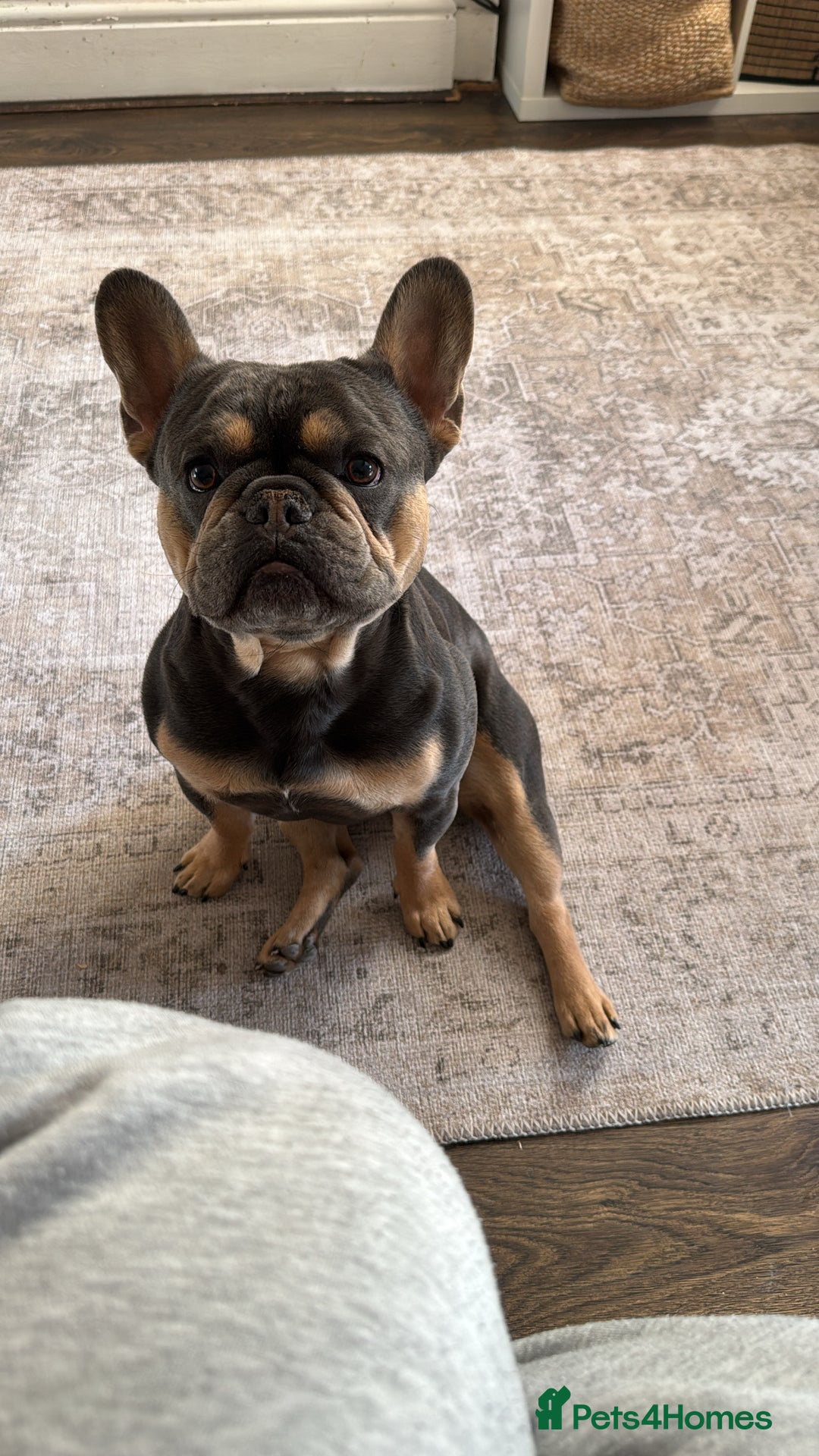 French Bulldog dogs for stud: Bleu Law - Advert 7