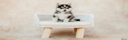 Pomsky dogs for sale: F3 Pomsky Puppies - all blue eyed  - Advert 27