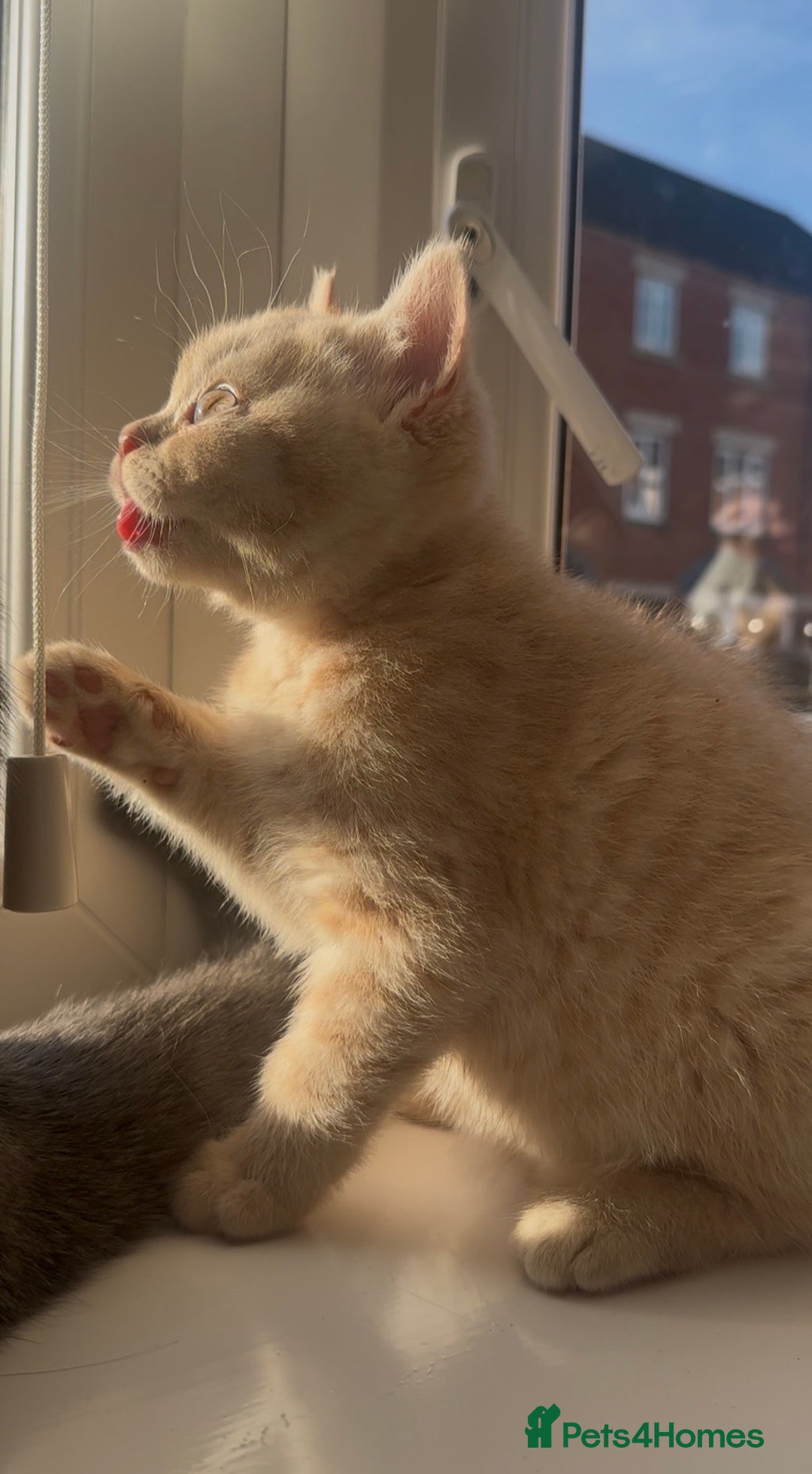 British Shorthair cats for sale: Cream British Shorthair Boy - Advert 1