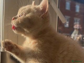 British Shorthair cats Cream British Shorthair Boy - Advert 1