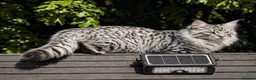 Ragcoon cats for sale: Ragcoon kittens 🐾  - Advert 3