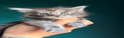 Maine Coon cats for sale: Maine Coons with Tests, Papers, Vet Checks & Vacc. - Advert 15