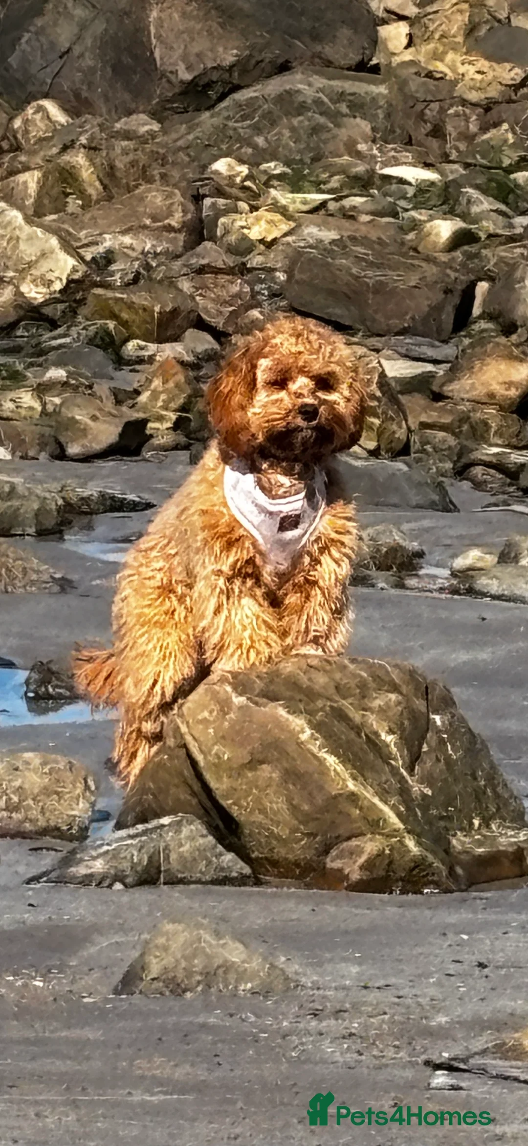 Cavapoo dogs for sale: River toy cavapoo - Advert 17