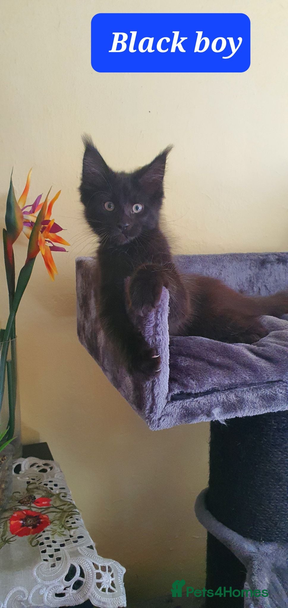 Maine Coon cats Maine coon kittens 😸 2 boys and 2 girls - Advert 2