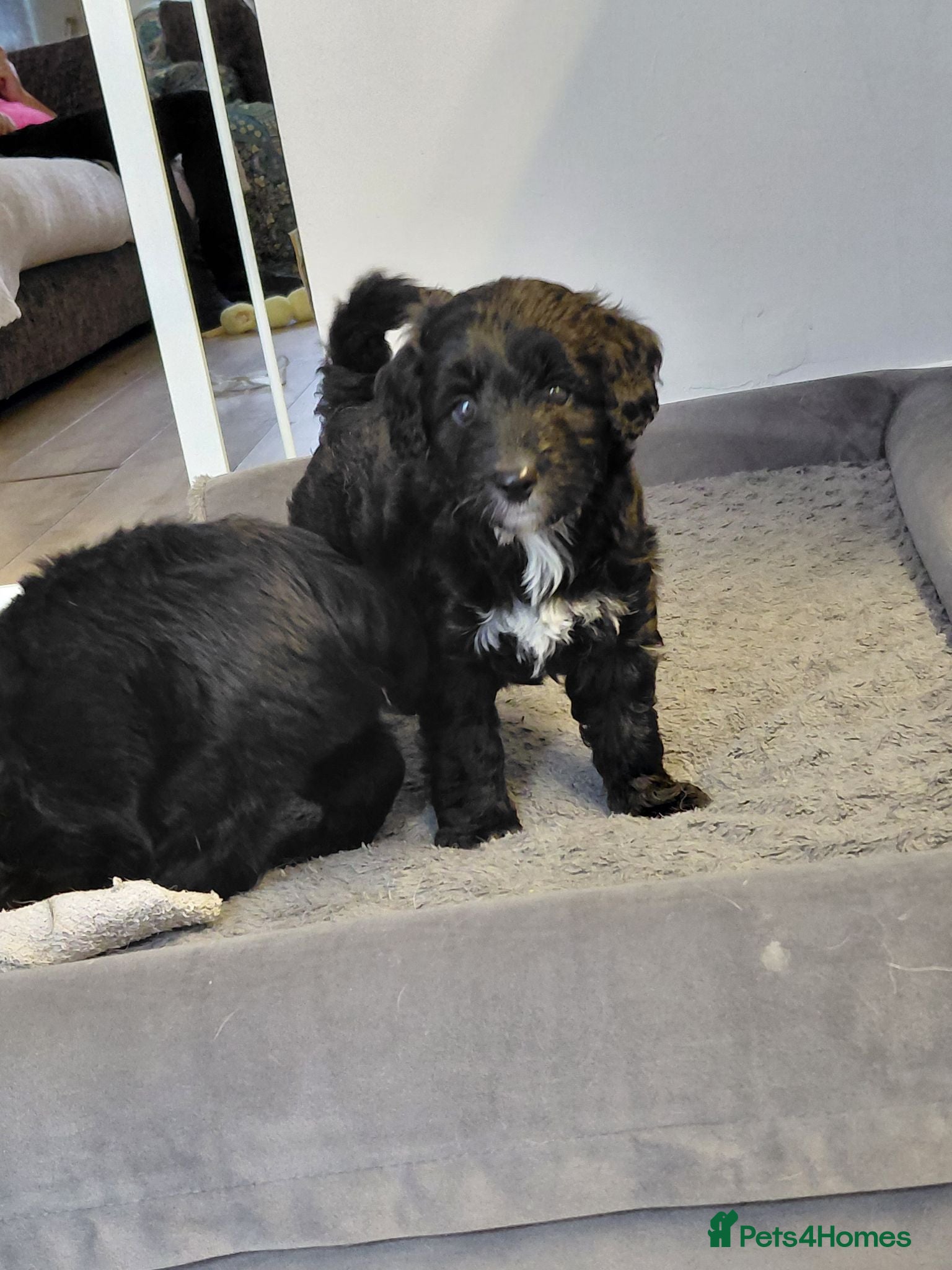 Bordoodle dogs Gorgeous Bordoodles - Advert 7