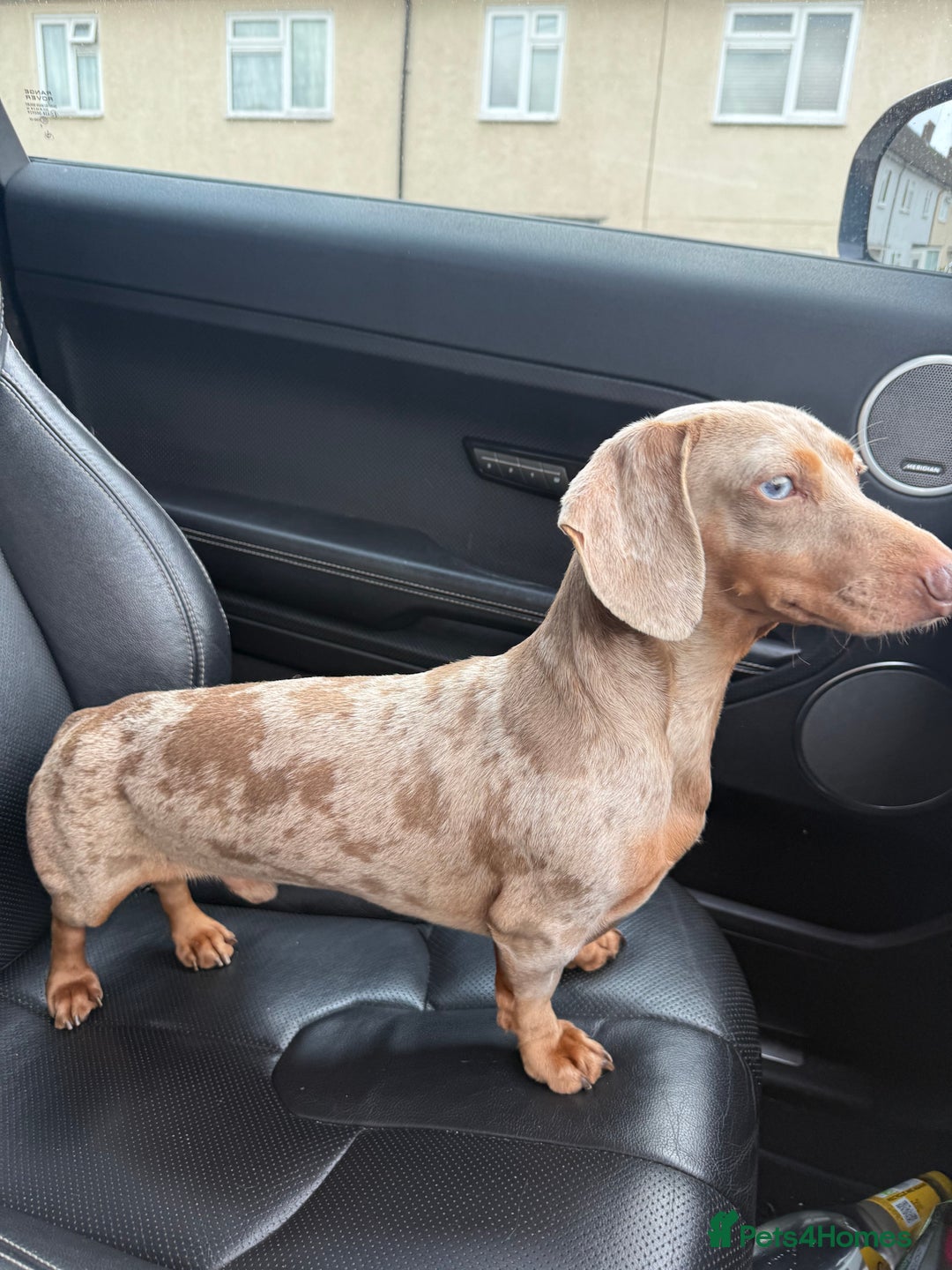 Miniature Dachshund dogs for stud: BENTLEY miniature Isabella & tan dapple dachshund  - Advert 4