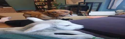 Labrador Retriever dogs for stud: Proven Stud - Dexter - Fox Red Lab - Advert 4