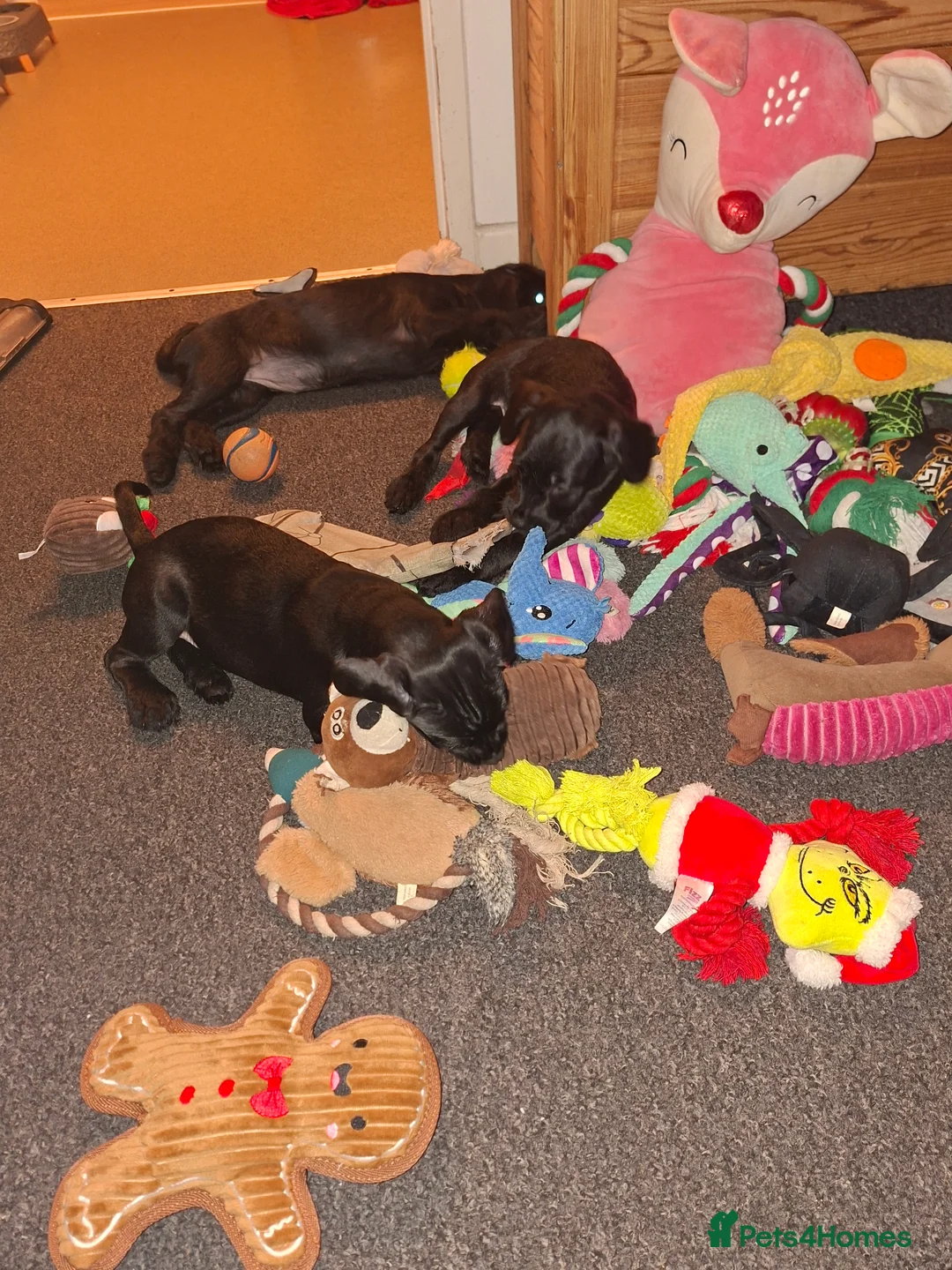 Mixed Breed dogs for sale: Miniature Poodle cross french bulldog puppies  - Advert 5